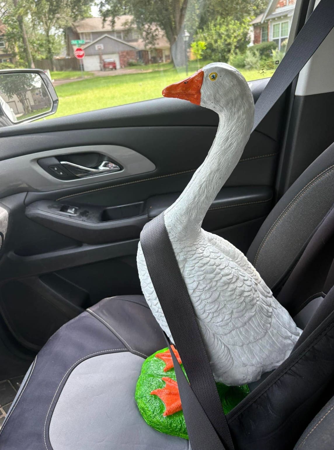 Goose rides shotgun — she's buckled up and ready for her new home