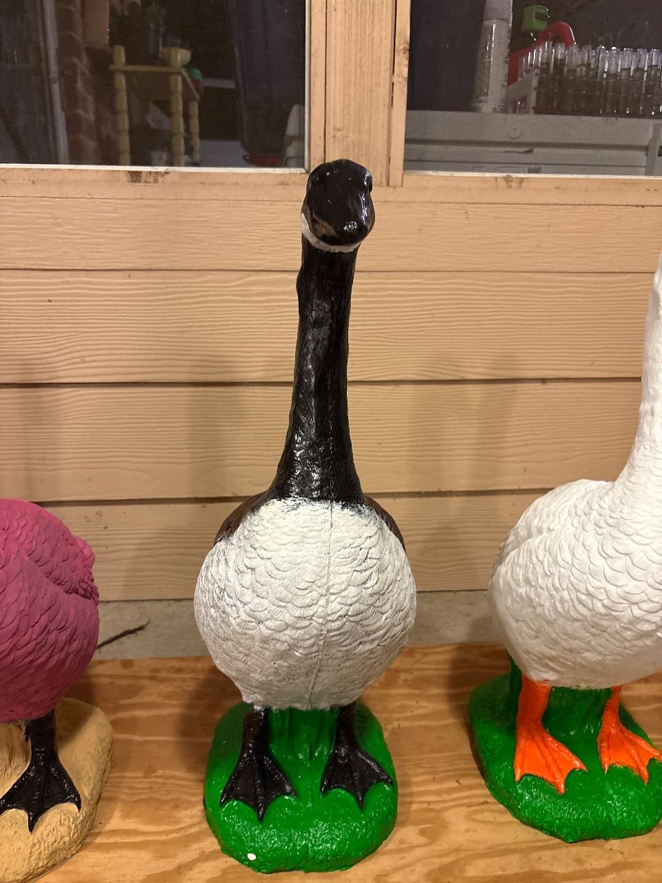 Canadian Goose